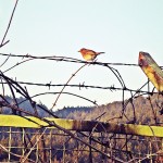Lonely_bird_in_Gërmia_Park,_Prishtina_B